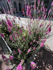 Lythrum salicaria