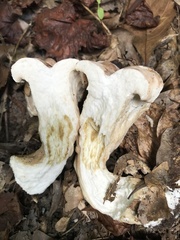 Hypomyces melanocarpus
