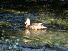 Anas platyrhynchos