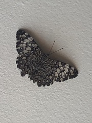 Hamadryas feronia farinulenta