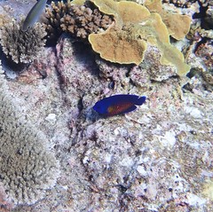 Centropyge bispinosa