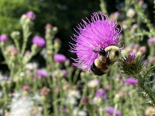 Rusty-patched Bumble Bee photographed in Virginia