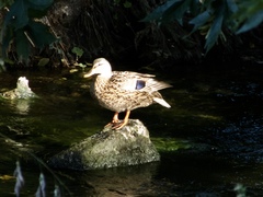 Anas platyrhynchos