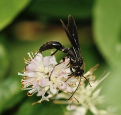 Sphex pensylvanicus