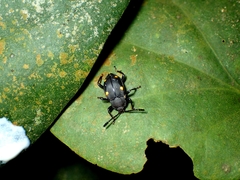 Eumorphus assamensis