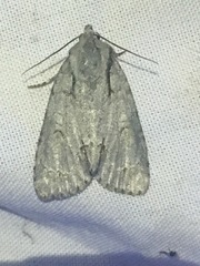 Acronicta americana