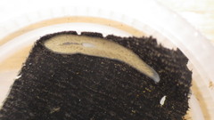 Dendrocoelidae