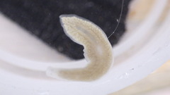 Dendrocoelidae