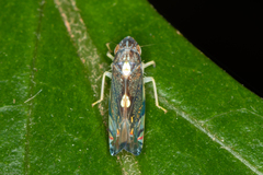 Diedrocephala