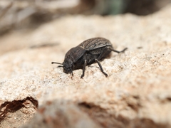 Pelecyphorus fallax
