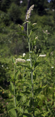 Agastache scrophulariifolia