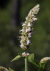 Agastache scrophulariifolia
