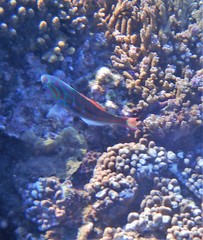 Thalassoma quinquevittatum