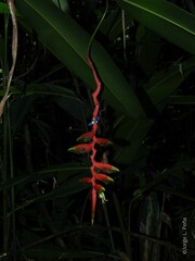 Heliconia juruana