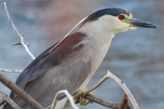 Nycticorax