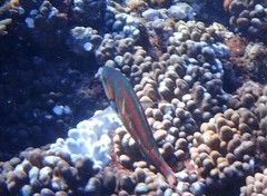 Thalassoma quinquevittatum