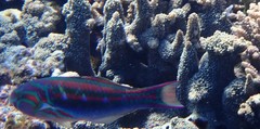 Thalassoma quinquevittatum