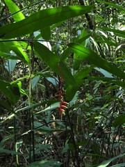 Heliconia juruana