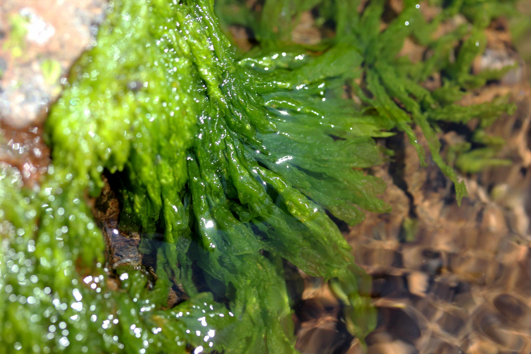 Prasiola mexicana