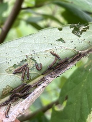 Omphalocera munroei