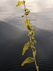 Potamogeton perfoliatus