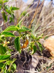 Croton ciliatoglandulifer