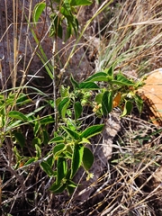 Croton ciliatoglandulifer