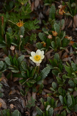 Dryas drummondii