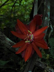 Passiflora involucrata