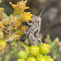 Melanoplus cinereus