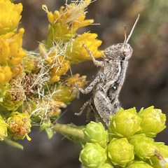 Melanoplus cinereus