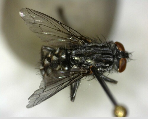 iNaturalist observation photo of Common Flesh Flies