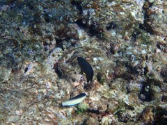 Anampses neoguinaicus