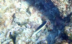 Anampses neoguinaicus