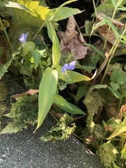 Commelina communis