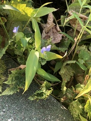 Commelina communis