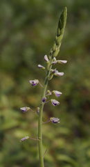 Desmodium illinoense