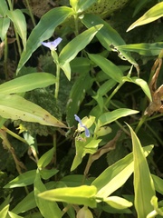 Commelina communis