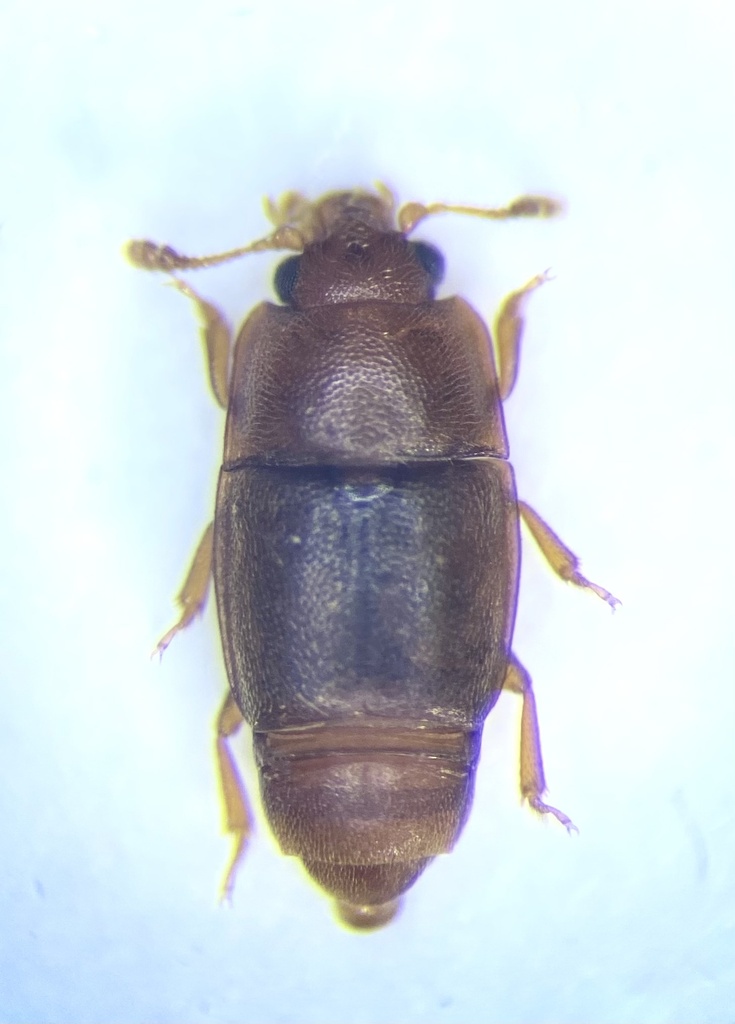 Carpophilus marginatus