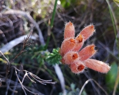 Erica cerinthoides