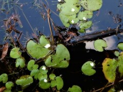 Nymphoides indica