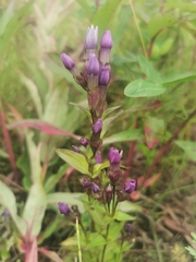Gentianella auriculata