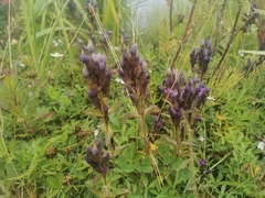 Gentianella auriculata