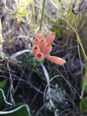 Erica cerinthoides