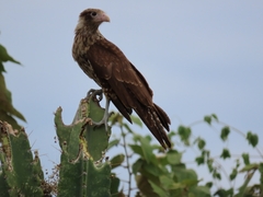 Daptrius chimachima cordatus