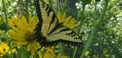 Papilio glaucus