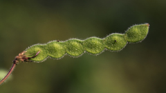 Desmodium illinoense