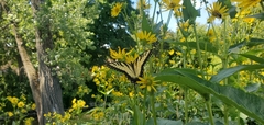 Papilio glaucus