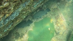 Psammoperca datnioides