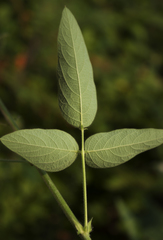 Desmodium illinoense
